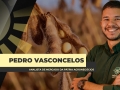 Pedro Vasconcelos - Analista de Mercado da Pátria Agronegócios