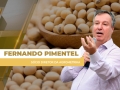 Fernando Pimentel - Sócio Diretor da Agrometrika