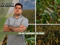 Realidades da Safra - Notícias Agrícolas