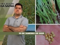 Realidades da Safra - Notícias Agrícolas