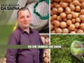 Realidades da Safra - Notícias Agrícolas