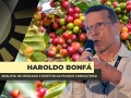 Haroldo Bonfá - Analista de Mercado e Diretor da Pharos Consultoria
