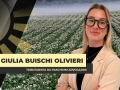 Giulia Buischi Olivieri - Tributarista do Paschoini Advogados