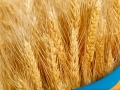 Trigo-7