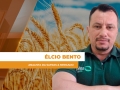 Élcio Bento - Analista da Safras & Mercado