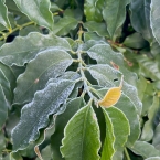 cambui muzambinho (1)