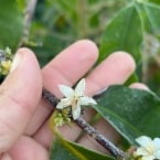 cambui muzambinho (2)