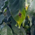 cambui muzambinho (3)