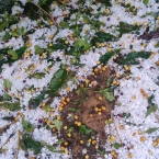 Fora do comum: Granizo atinge cafezais no Sul de MG e acarreta fortes prejuízos para safra/26 corrego do ouro bom jesus da penha 1 jItcn - Fora do comum: Granizo atinge cafezais no Sul de MG e acarreta fortes prejuízos para safra/26