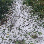 Fora do comum: Granizo atinge cafezais no Sul de MG e acarreta fortes prejuízos para safra/26 corrego do ouro bom jesus da penha 2 Cg6Em - Fora do comum: Granizo atinge cafezais no Sul de MG e acarreta fortes prejuízos para safra/26