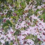 Fora do comum: Granizo atinge cafezais no Sul de MG e acarreta fortes prejuízos para safra/26 corrego do ouro bom jesus da penha 3 n8Qeh - Fora do comum: Granizo atinge cafezais no Sul de MG e acarreta fortes prejuízos para safra/26