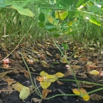 Crop Tour GL-NA 2026 - Malta IL (10)