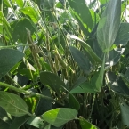 Crop Tour GL-NA 2026 - Malta IL (11)