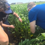 Crop Tour GL-NA 2026 - Malta IL (12)