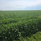 Crop Tour GL-NA 2026 - Malta IL (13)