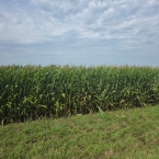 Crop Tour GL-NA 2026 - Malta IL (14)