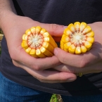Crop Tour GL-NA 2026 - Malta IL (15)