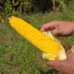Crop Tour GL-NA 2026 - Malta IL (2)