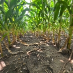 Crop Tour GL-NA 2026 - Malta IL (3)