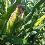 Crop Tour GL-NA 2026 - Malta IL (4)