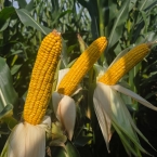 Crop Tour GL-NA 2026 - Malta IL (5)