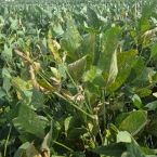 Crop Tour GL-NA 2026 - Malta IL (9)