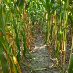 CT 2026 - Andover-IL (2)