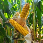 CT 2026 - Andover-IL (3)