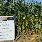 CT 2026 - Bagley-IA (1)