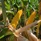 CT 2026 - Bagley-IA (2)