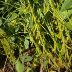 CT 2026 - Blue Grass-IA (2)
