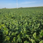 CT 2026 - Blue Grass-IA (6)
