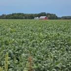 CT 2026 - Bremer-IA (5)