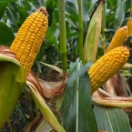 CT 2026 - Bremer-IA (7)