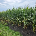CT 2026 - Bremer-IA (9)