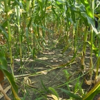 CT 2026 - Letts-IA (13)