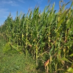 CT 2026 - Letts-IA (8)