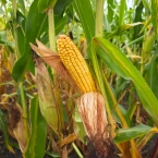 CT 2026 - Lime Springs-IA (11)