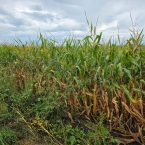 CT 2026 - Lime Springs-IA (13)