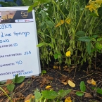 CT 2026 - Lime Springs-IA (2)