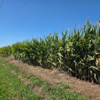 CT 2026 - Randolph-IL (1)