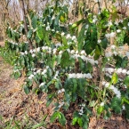 Fazenda União - Bragança PaulistaSP (2)