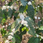 Fazenda União - Bragança PaulistaSP (3)