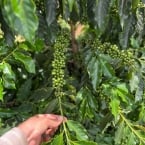 frutos café simonésia mateus 2