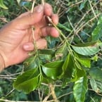 frutos cafezal simonésia - mateus