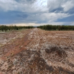 Fora do comum: Granizo atinge cafezais no Sul de MG e acarreta fortes prejuízos para safra/26 liberdade alpinopolis 2 CCjRf - Fora do comum: Granizo atinge cafezais no Sul de MG e acarreta fortes prejuízos para safra/26