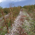 Fora do comum: Granizo atinge cafezais no Sul de MG e acarreta fortes prejuízos para safra/26 liberdade alpinopolis 3 RBwpU - Fora do comum: Granizo atinge cafezais no Sul de MG e acarreta fortes prejuízos para safra/26