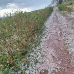 Fora do comum: Granizo atinge cafezais no Sul de MG e acarreta fortes prejuízos para safra/26 liberdade alpinopolis 4 wPvUv - Fora do comum: Granizo atinge cafezais no Sul de MG e acarreta fortes prejuízos para safra/26