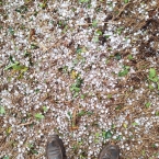 Fora do comum: Granizo atinge cafezais no Sul de MG e acarreta fortes prejuízos para safra/26 liberdade alpinopolis 5 hRHqa - Fora do comum: Granizo atinge cafezais no Sul de MG e acarreta fortes prejuízos para safra/26