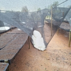 Fora do comum: Granizo atinge cafezais no Sul de MG e acarreta fortes prejuízos para safra/26 liberdade alpinopolis 7 L5pek - Fora do comum: Granizo atinge cafezais no Sul de MG e acarreta fortes prejuízos para safra/26